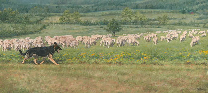 GSD herding.jpg