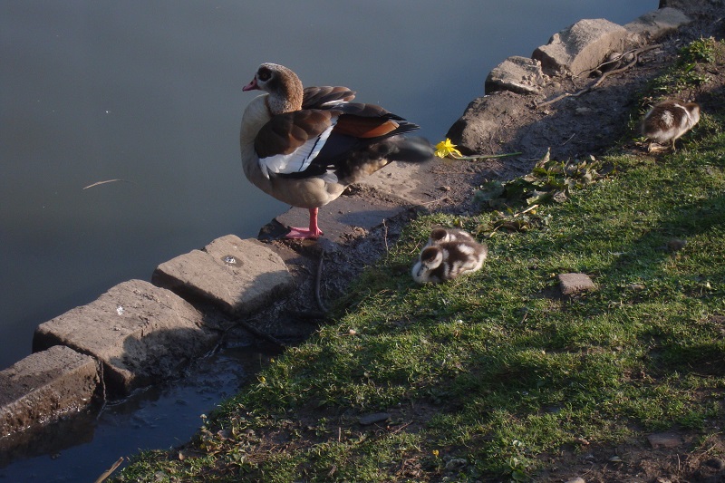 HampsteadHeath.jpg