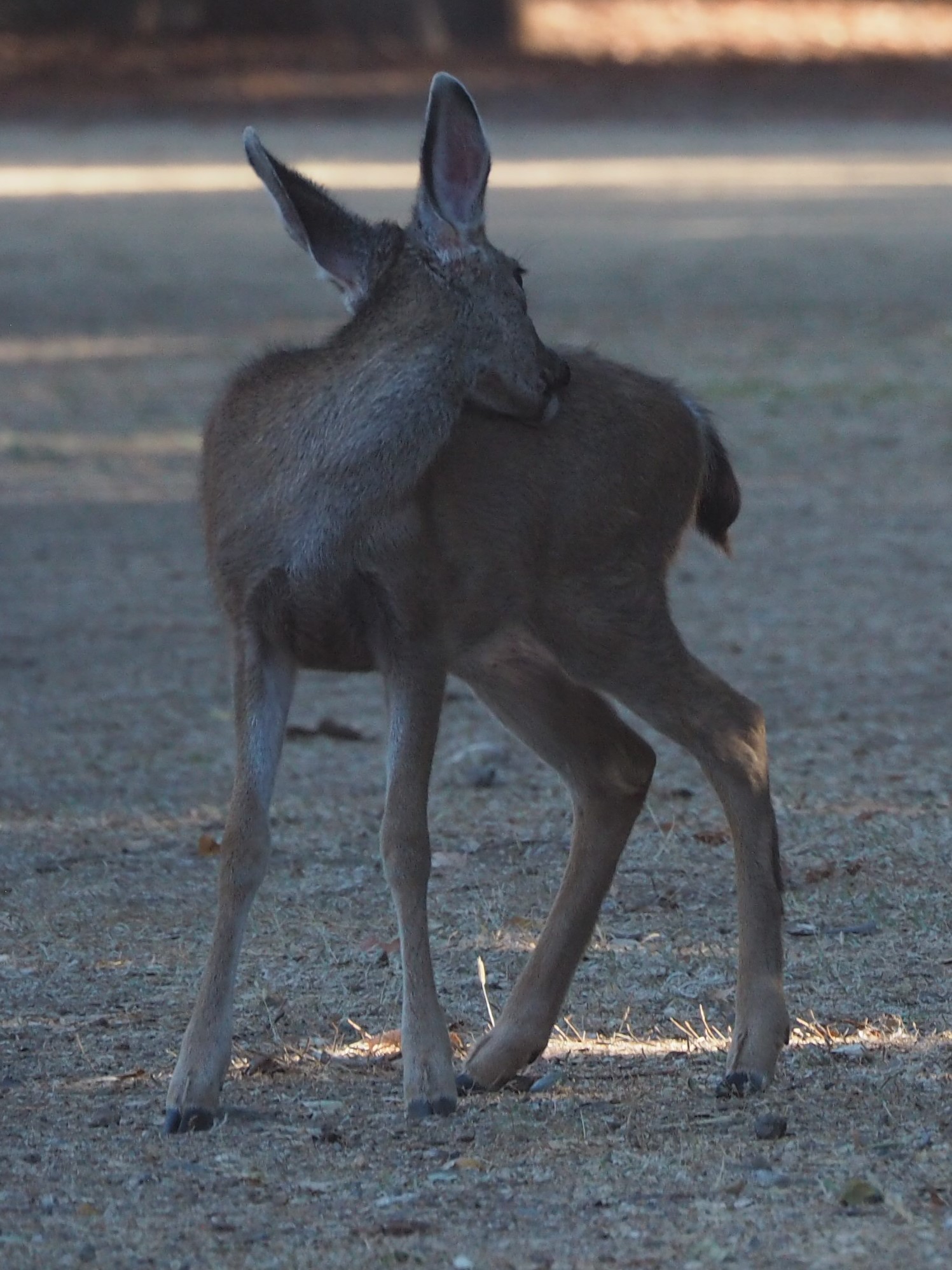 deer1.jpg