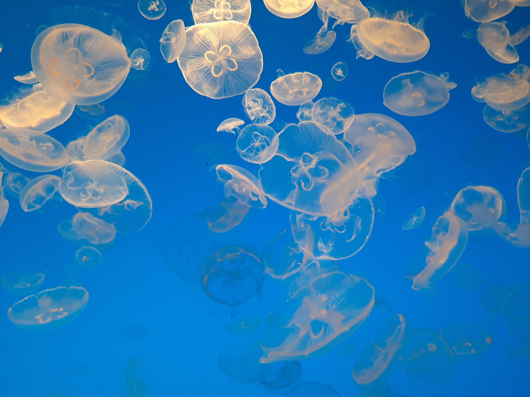 moon jellies.jpg