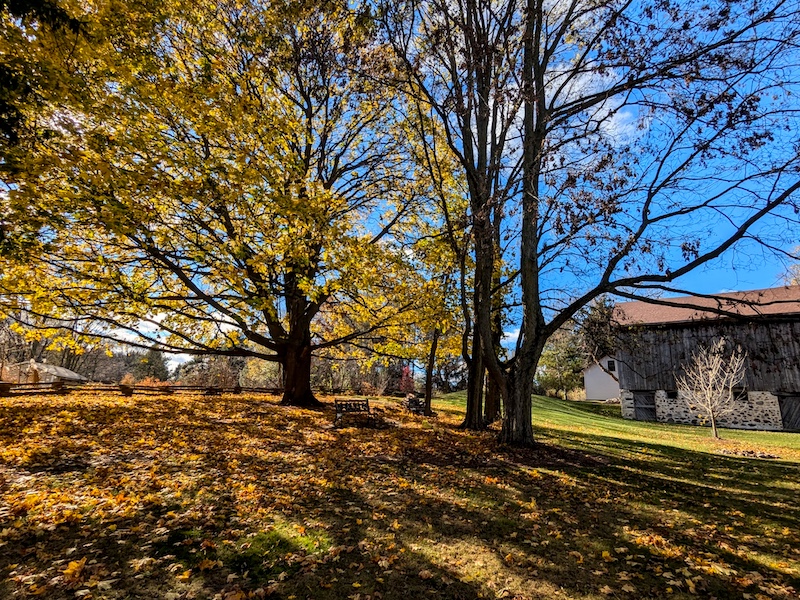 fall.jpg