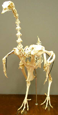 TurkeyBones.png